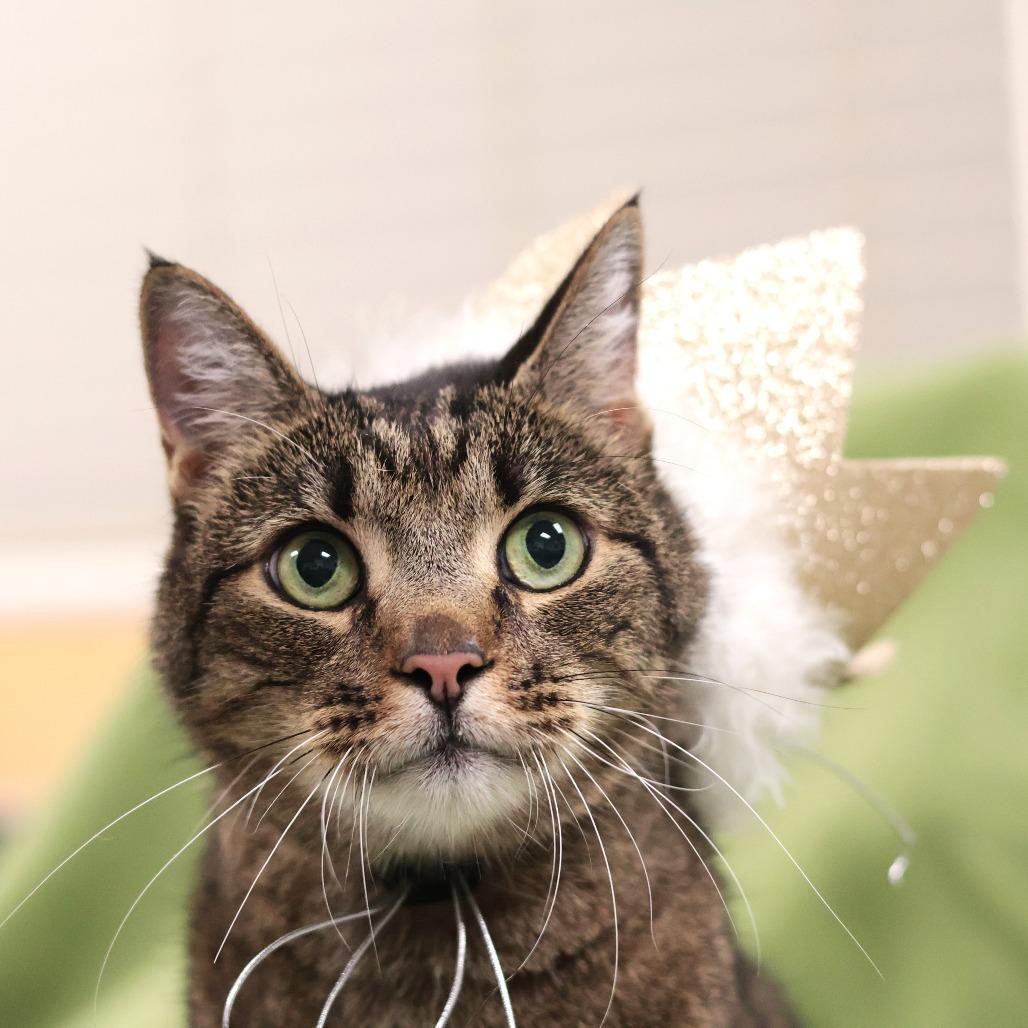 Andre, Adoptable, Senior Male Domestic Short Hair.
