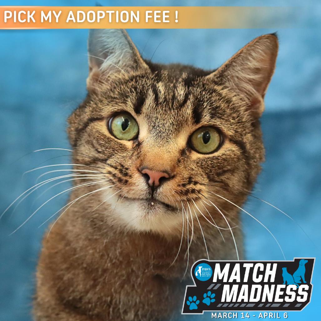 Enlarge Andre, a Adoptable Domestic Short Hair in Philadelphia, PA image 1/6