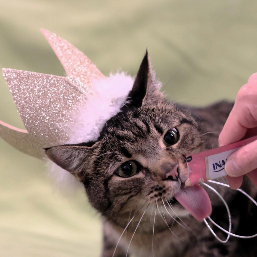 Andre, Adoptable, Senior Male Domestic Short Hair.