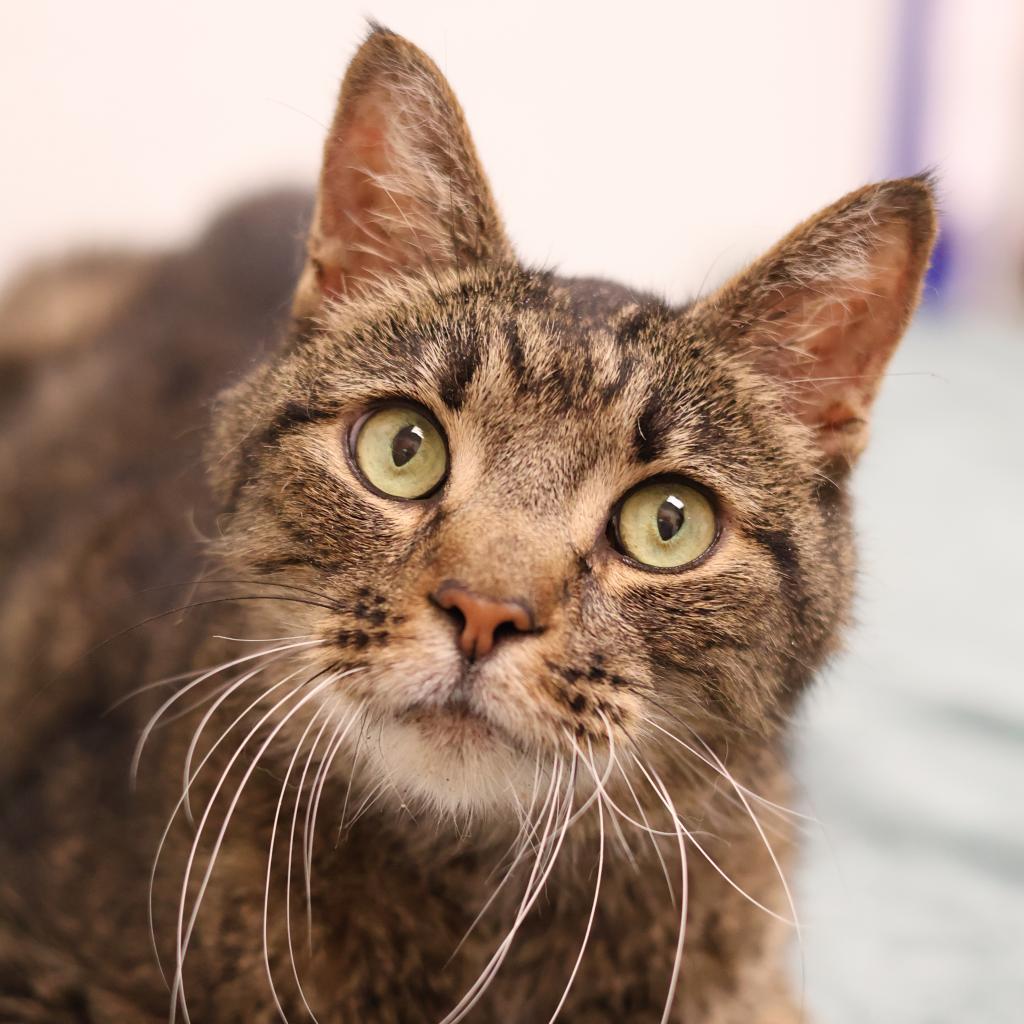 Enlarge Andre, a Adoptable Domestic Short Hair in Philadelphia, PA image 4/6