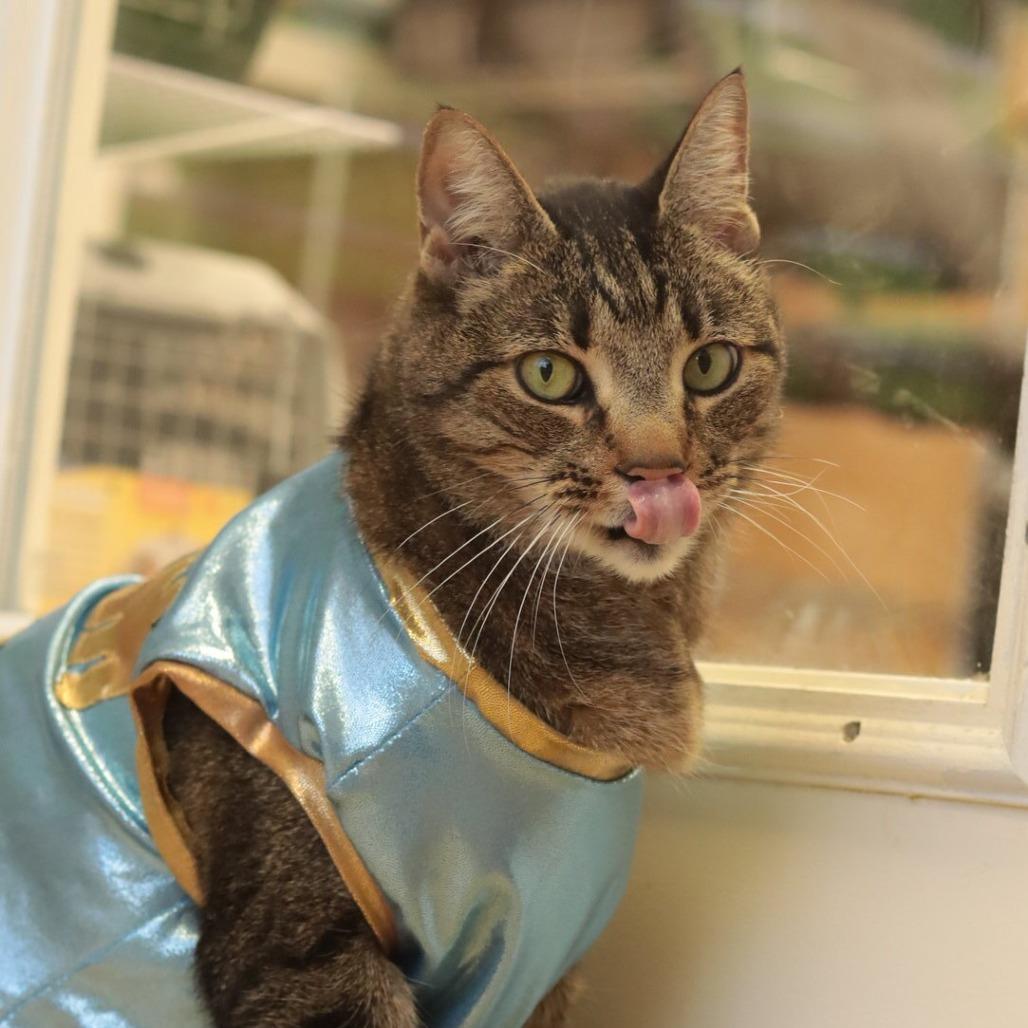 Enlarge Andre, a Adoptable Domestic Short Hair in Philadelphia, PA image 2/6