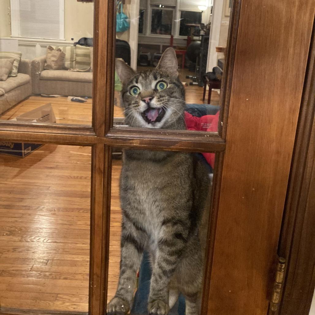 Enlarge Andre, a Adoptable Domestic Short Hair in Philadelphia, PA image 3/6