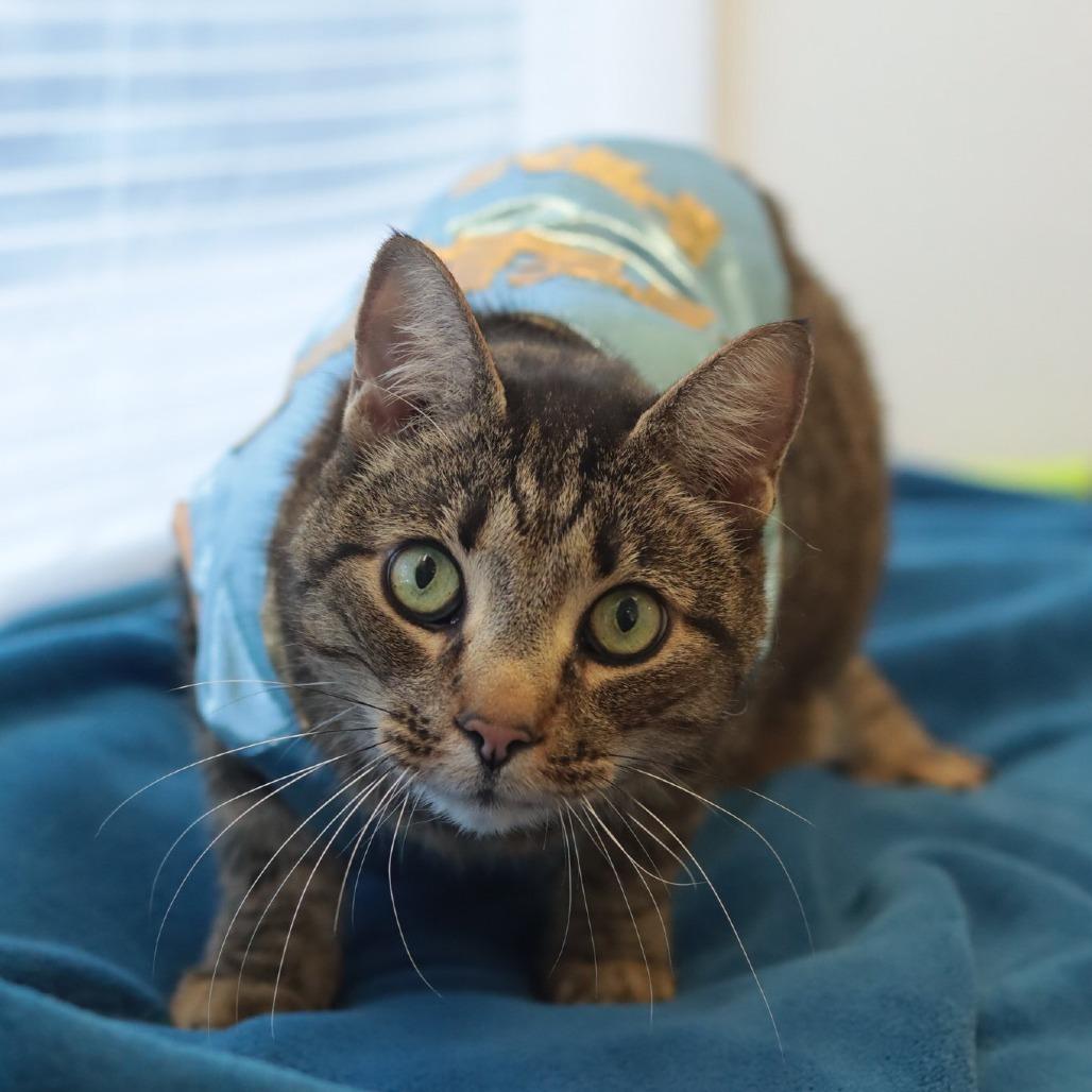 Enlarge Andre, a Adoptable Domestic Short Hair in Philadelphia, PA image 4/6