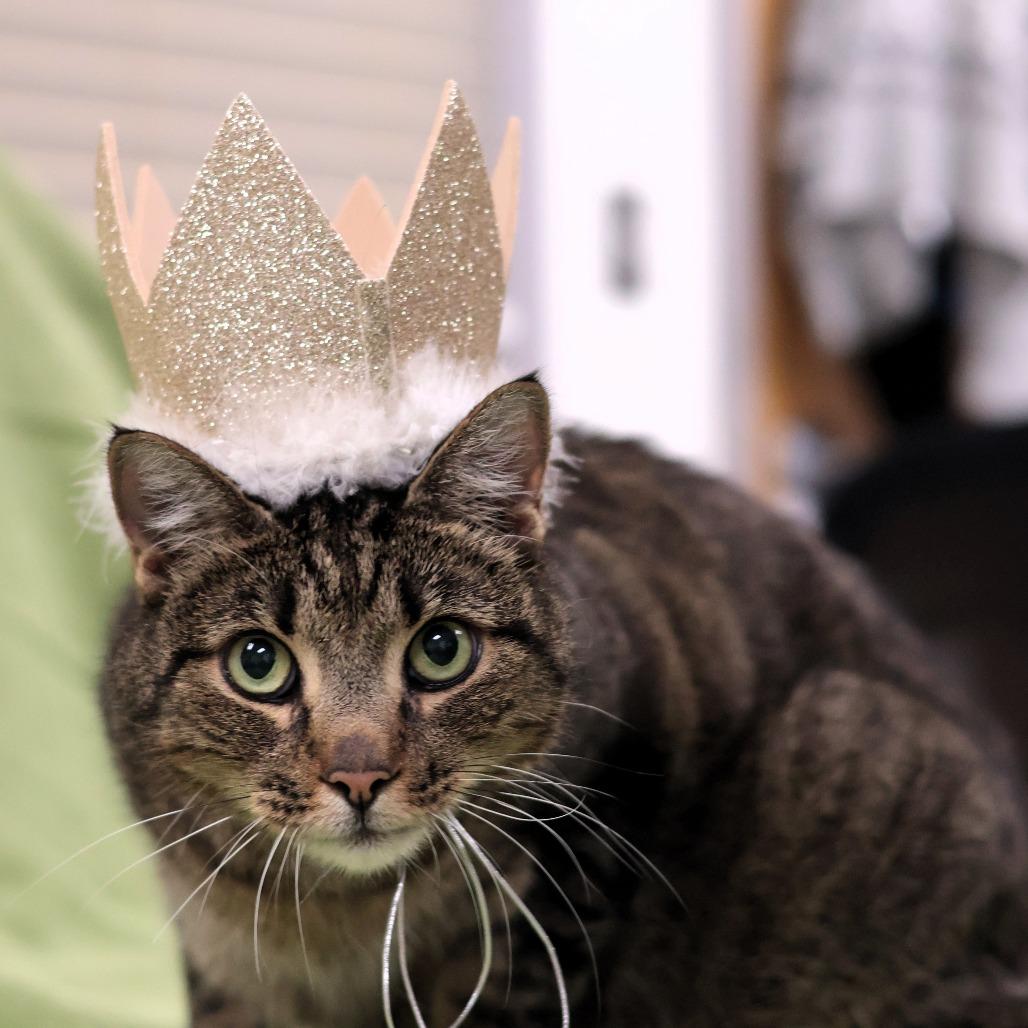 Enlarge Andre, a Adoptable Domestic Short Hair in Philadelphia, PA image 5/6