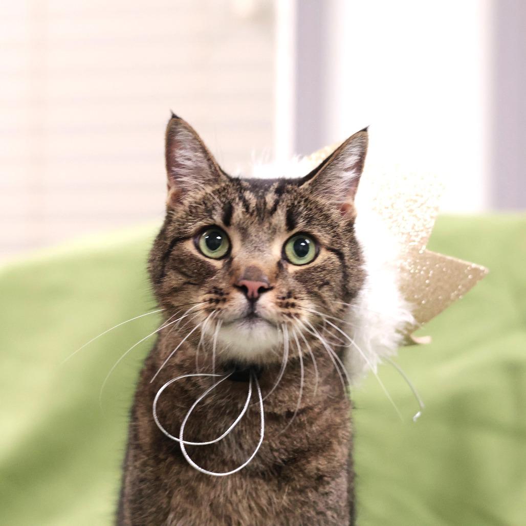 Enlarge Andre, a Adoptable Domestic Short Hair in Philadelphia, PA image 6/6