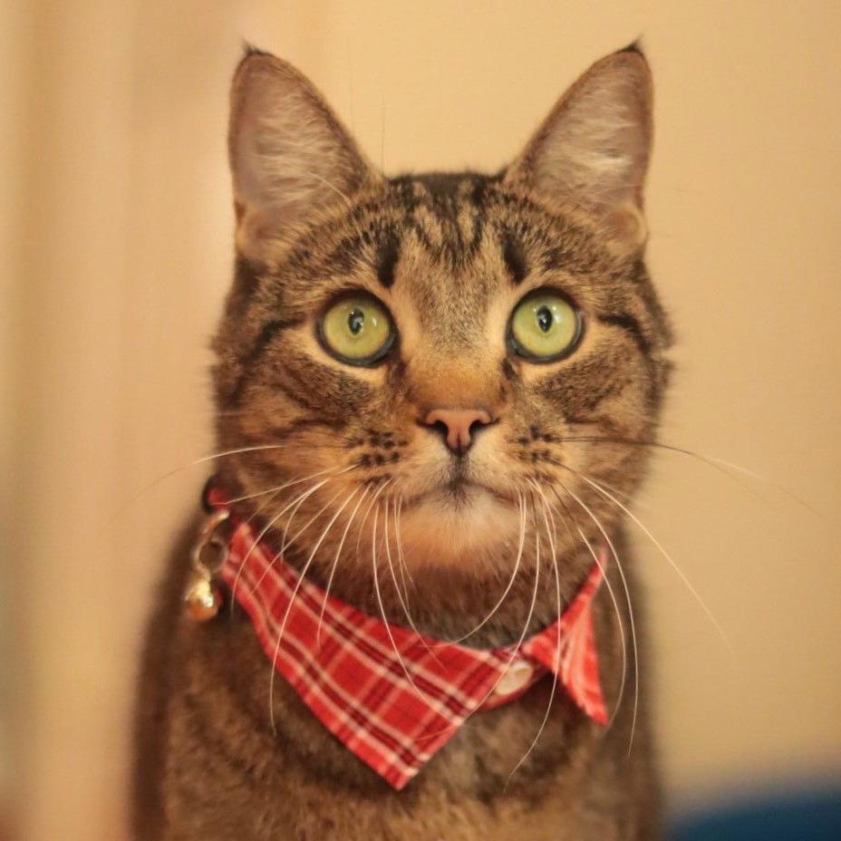 Enlarge Andre, a Adoptable Domestic Short Hair in Philadelphia, PA image 5/6