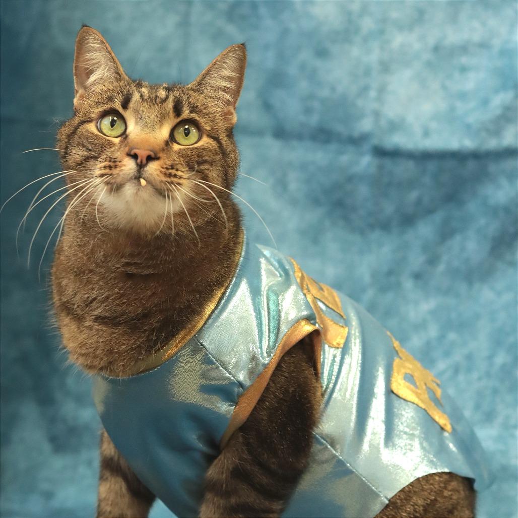 Enlarge Andre, a Adoptable Domestic Short Hair in Philadelphia, PA image 6/6