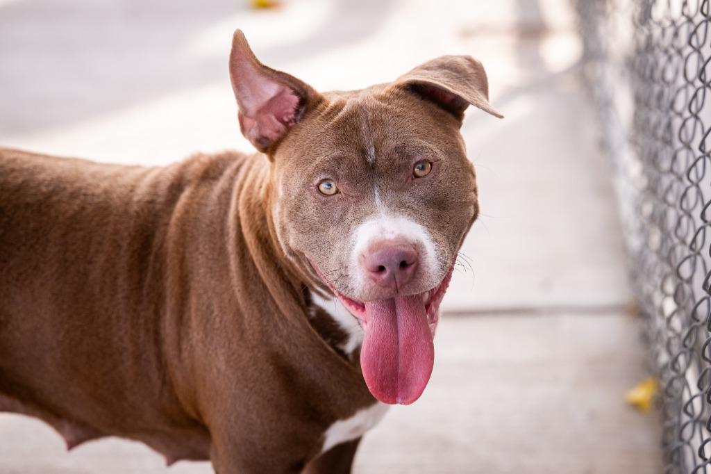 Enlarge Mia, a Adoptable mixed breed in Twentynine Palms, CA image 1/6