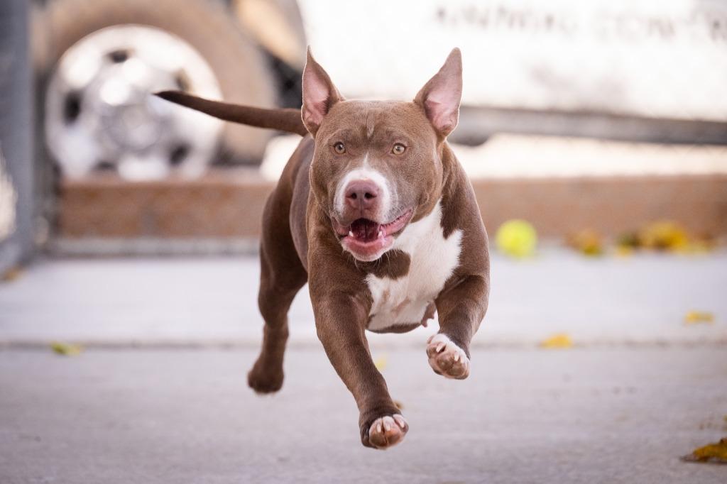 Mia, Adoptable, Young Female American Bulldog & Staffordshire Bull Terrier.