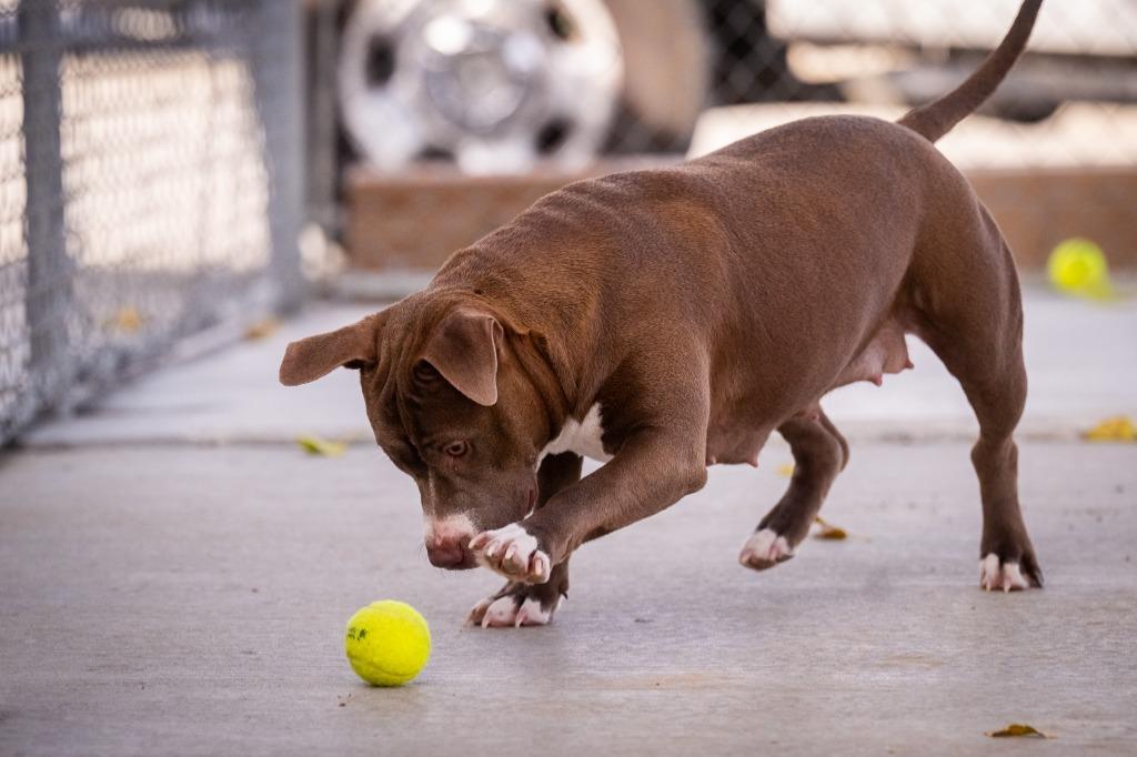 Enlarge Mia, a Adoptable mixed breed in Twentynine Palms, CA image 2/6