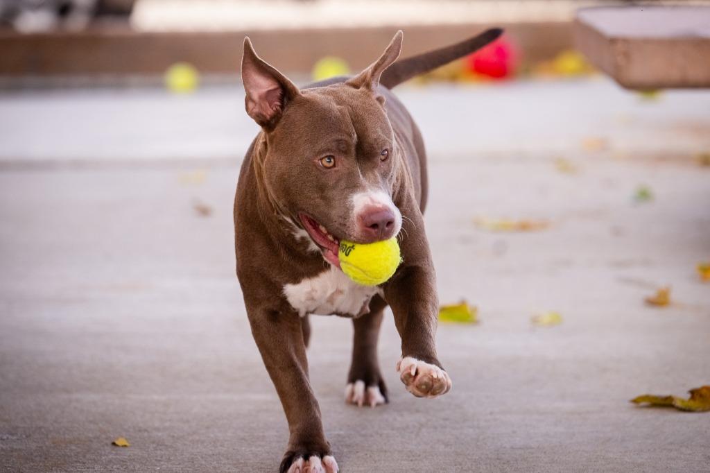 Enlarge Mia, a Adoptable mixed breed in Twentynine Palms, CA image 3/6