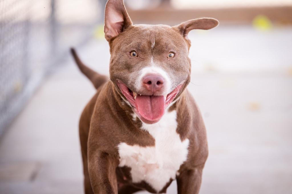 Enlarge Mia, a Adoptable mixed breed in Twentynine Palms, CA image 5/6