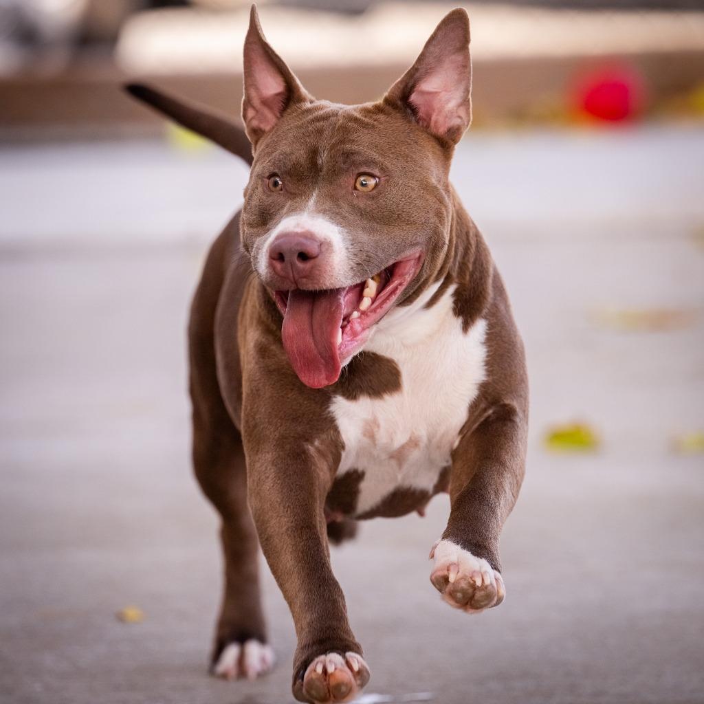 Enlarge Mia, a Adoptable mixed breed in Twentynine Palms, CA image 6/6
