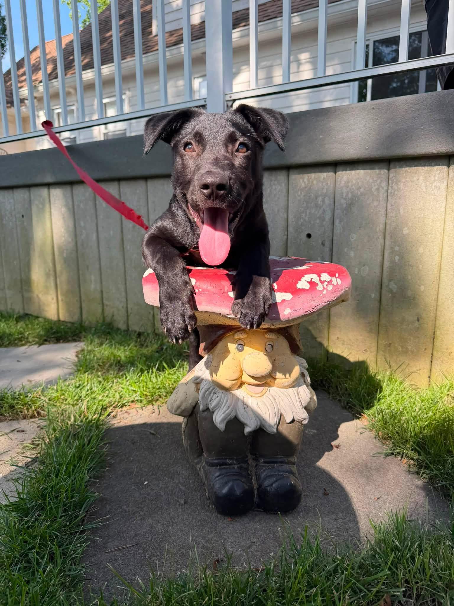 Enlarge Arthur, a ADOPTABLE mixed breed in Oceanport, NJ image 4/6