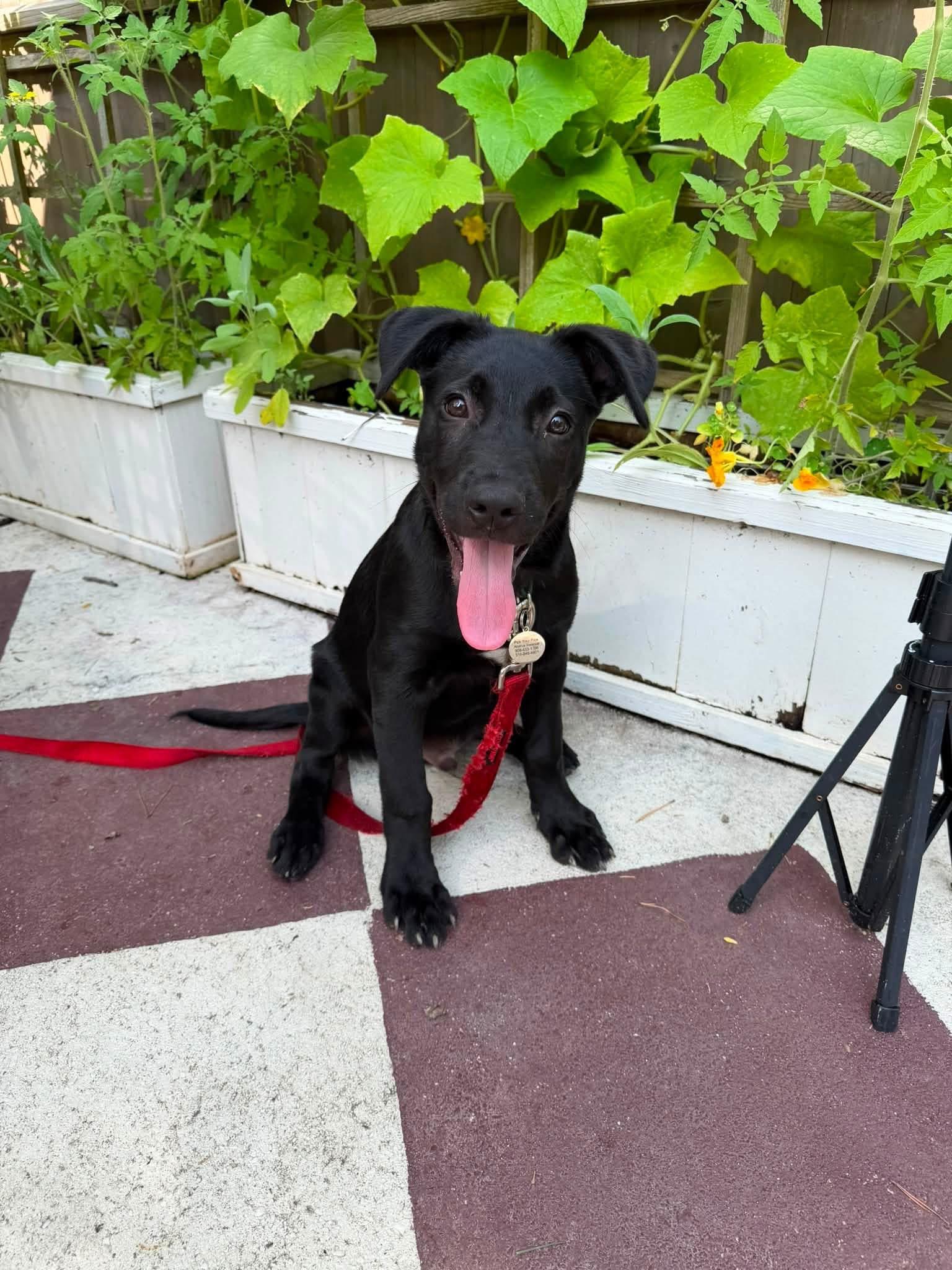 Enlarge Arthur, a ADOPTABLE mixed breed in Oceanport, NJ image 3/6