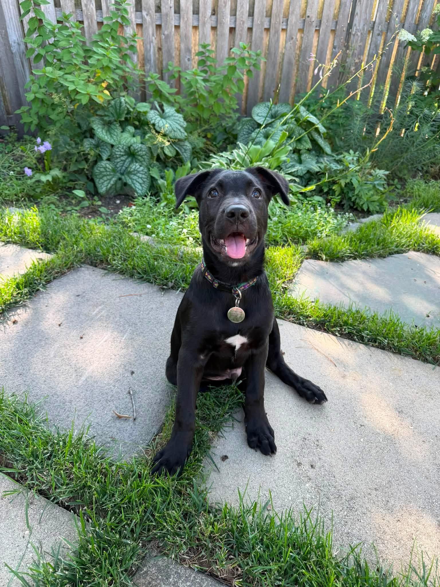 Enlarge Arthur, a ADOPTABLE mixed breed in Oceanport, NJ image 1/6