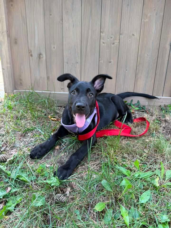 Enlarge Arthur, a ADOPTABLE mixed breed in Oceanport, NJ image 5/6