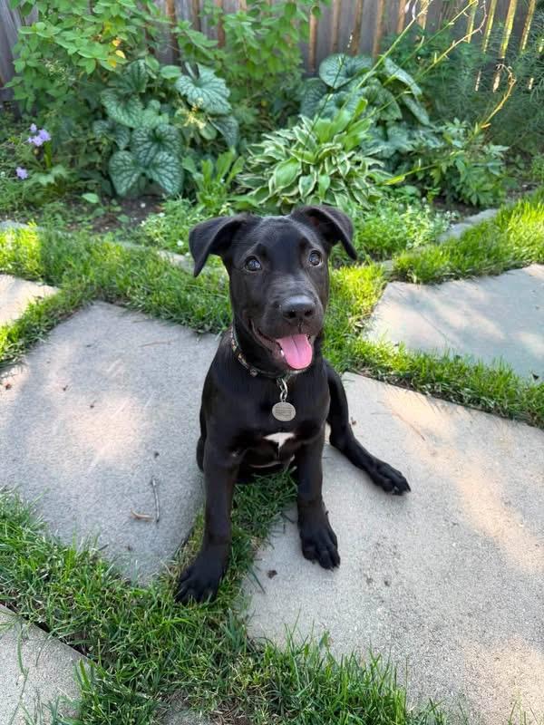 Enlarge Arthur, a ADOPTABLE mixed breed in Oceanport, NJ image 2/6