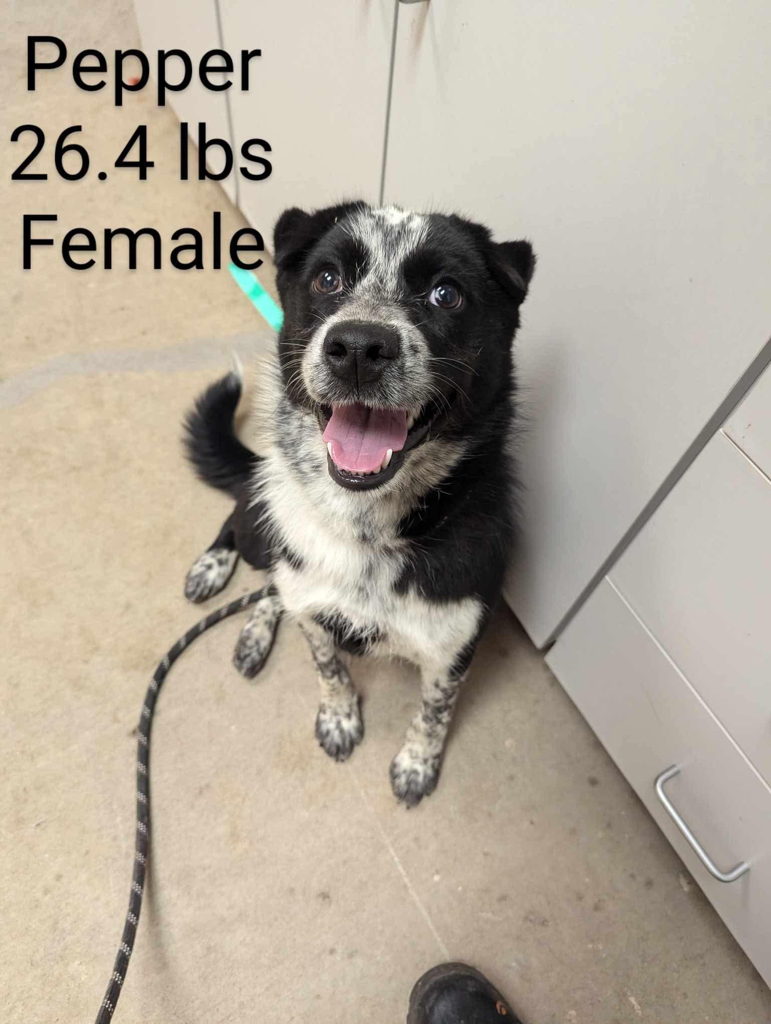 Pepper, an adoptable Australian Cattle Dog / Blue Heeler in Amarillo, TX, 79105 | Photo Image 1