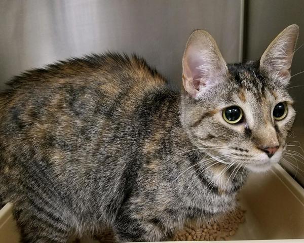 Dixie, Adoptable, Senior Female Domestic Short Hair.