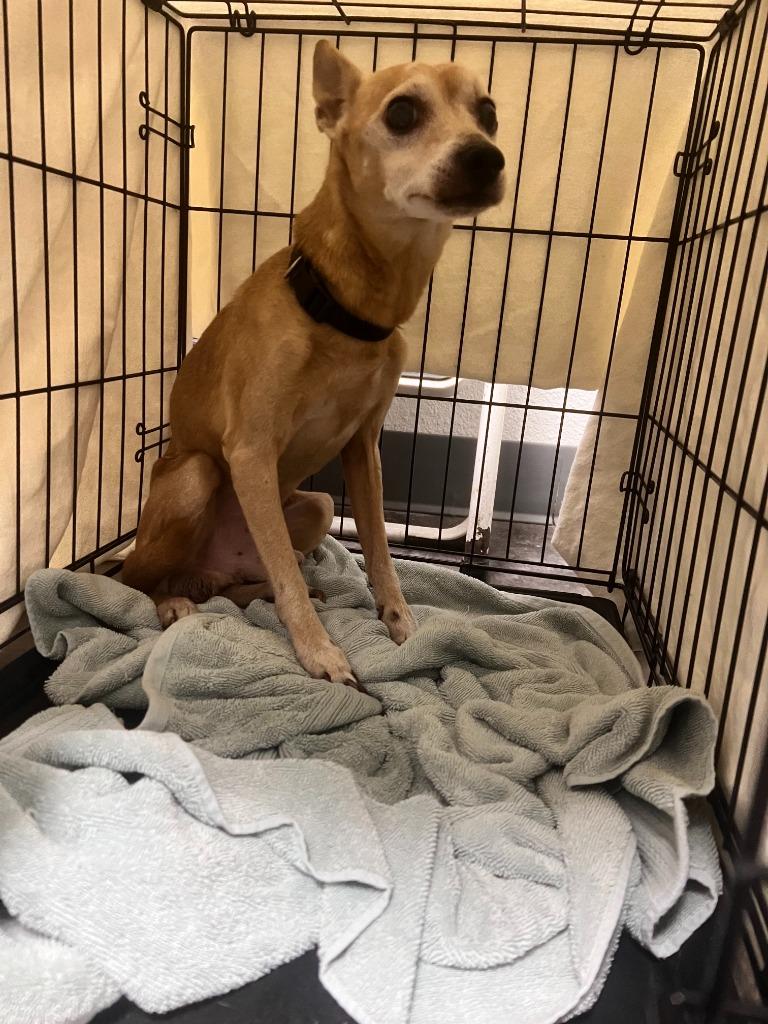 Enlarge Tuffy, a Adoptable mixed breed in Richland Hills, TX image 1/1