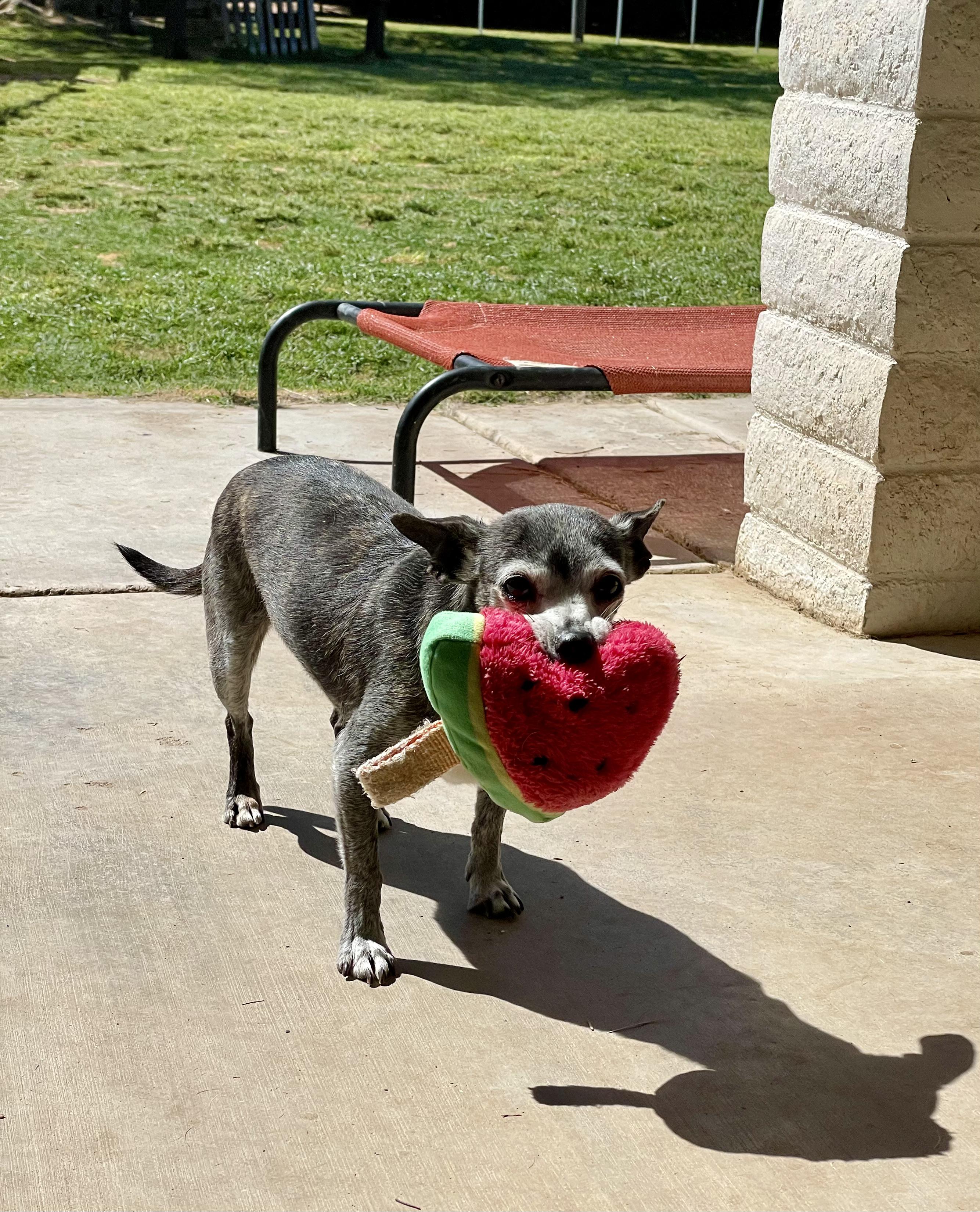 Gertrude, a Adoptable Chihuahua in Peoria, AZ image 2/3