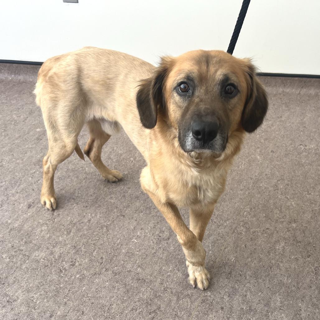 Sundee, Adoptable, Adult Male Golden Retriever & Mixed Breed.