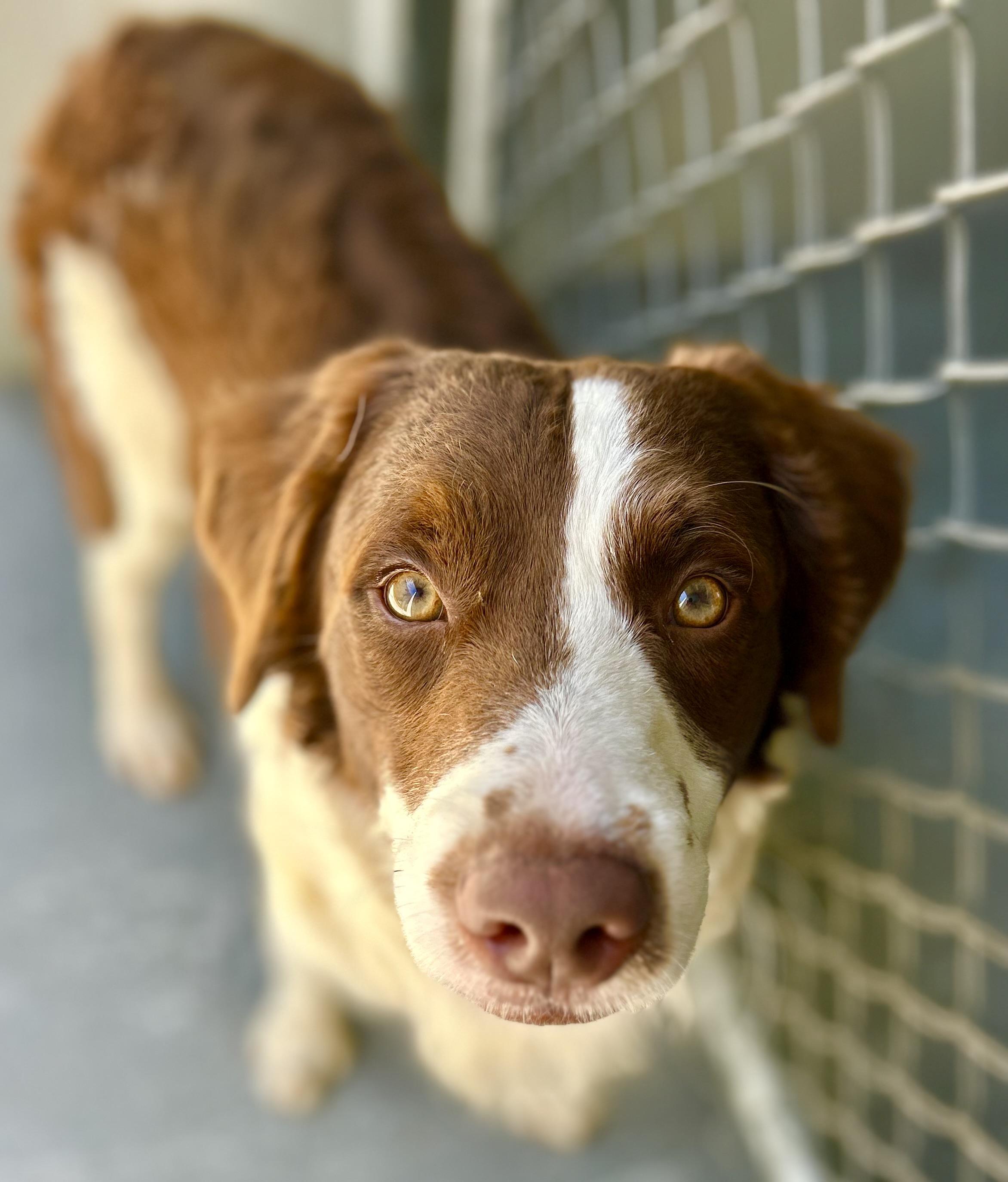 Enlarge Scout, a ADOPTABLE mixed breed in Coconut Creek, FL image 3/4