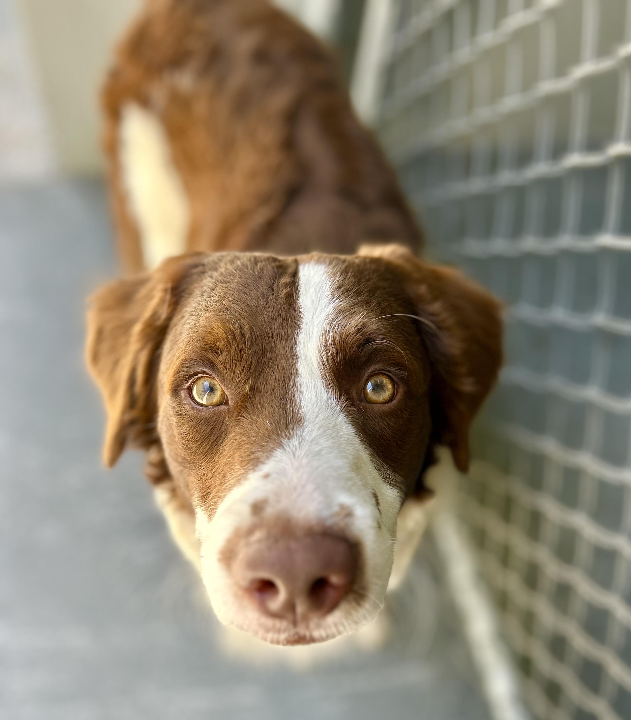 Enlarge Scout, a ADOPTABLE mixed breed in Coconut Creek, FL image 4/4
