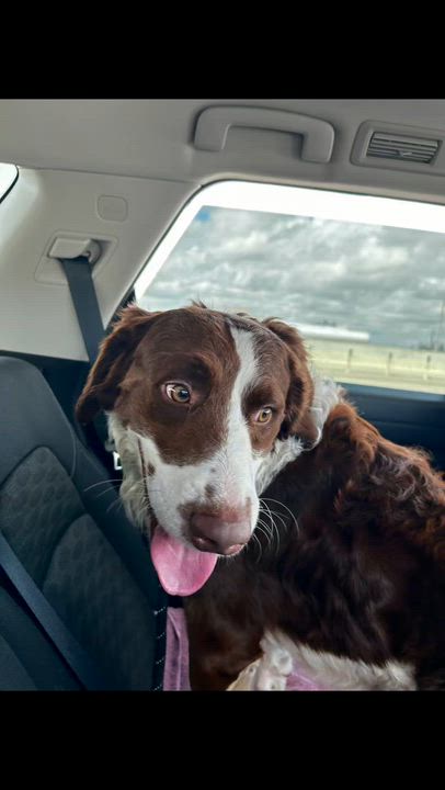 Enlarge Scout, a ADOPTABLE mixed breed in Coconut Creek, FL video 2/4