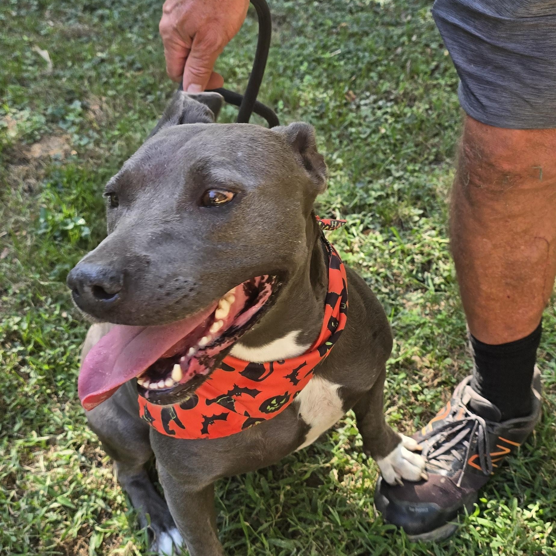 Enlarge Truly, a Adoptable Pit Bull Terrier in Arlington, TN image 4/6