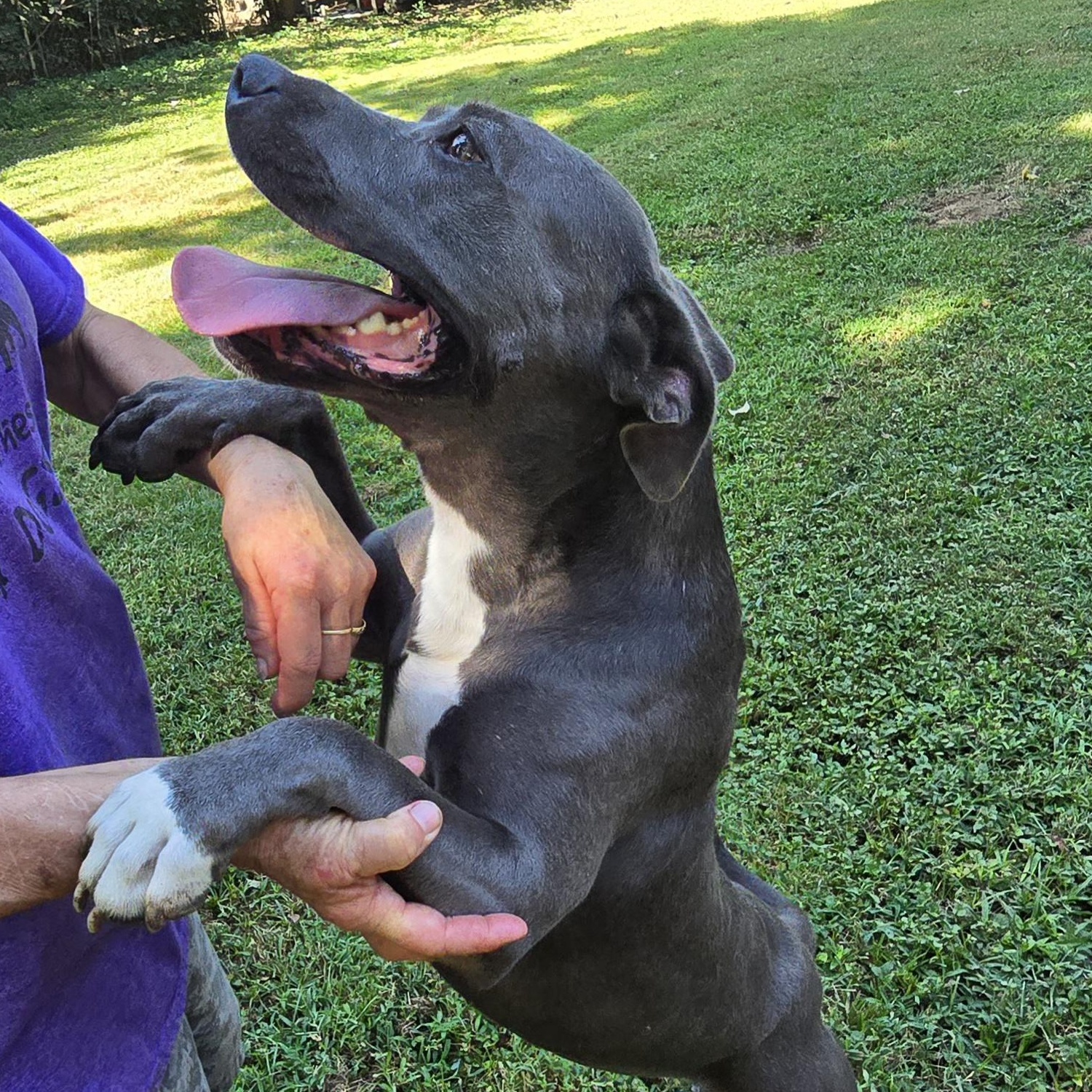Enlarge Truly, a Adoptable Pit Bull Terrier in Arlington, TN image 3/6