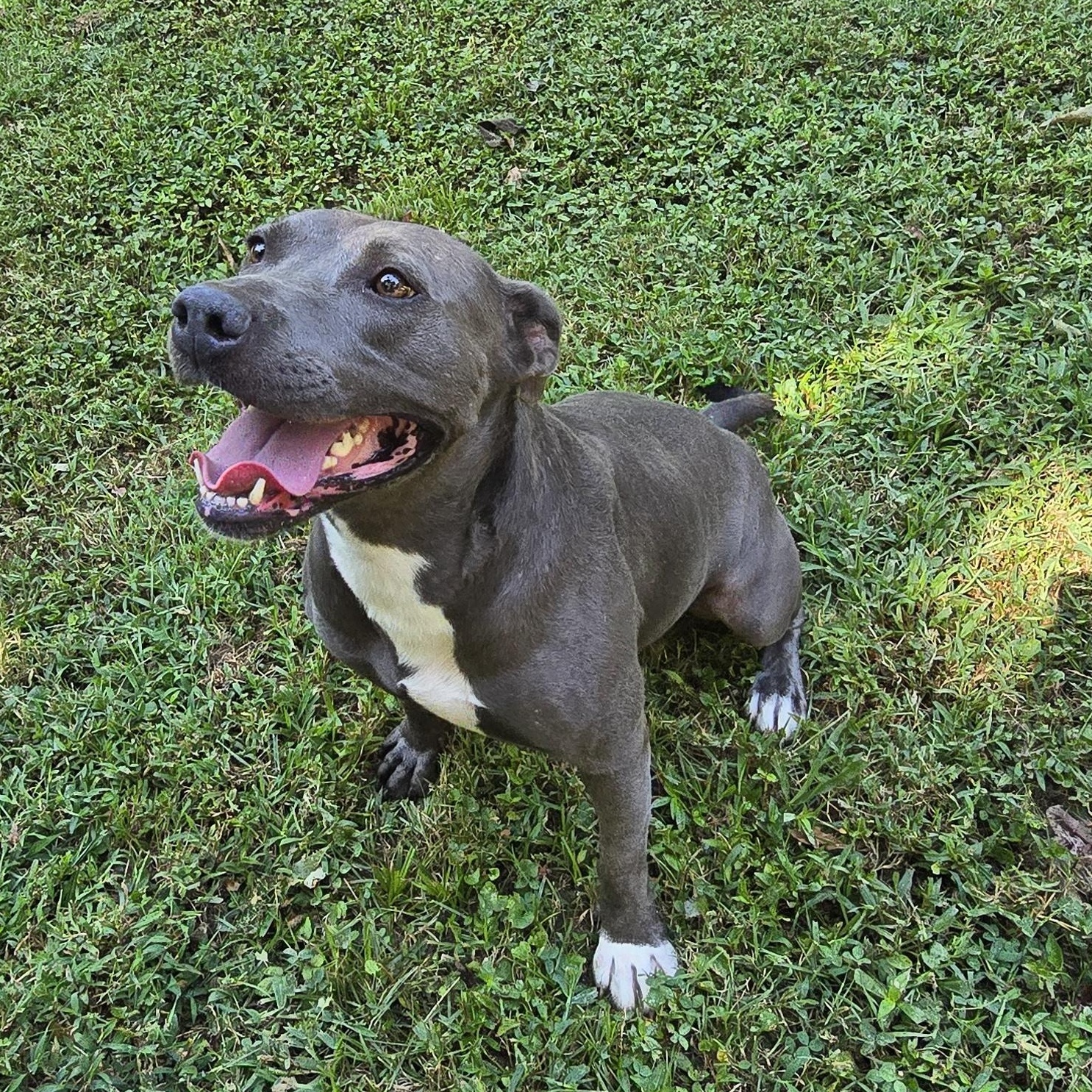 Enlarge Truly, a Adoptable Pit Bull Terrier in Arlington, TN image 1/6