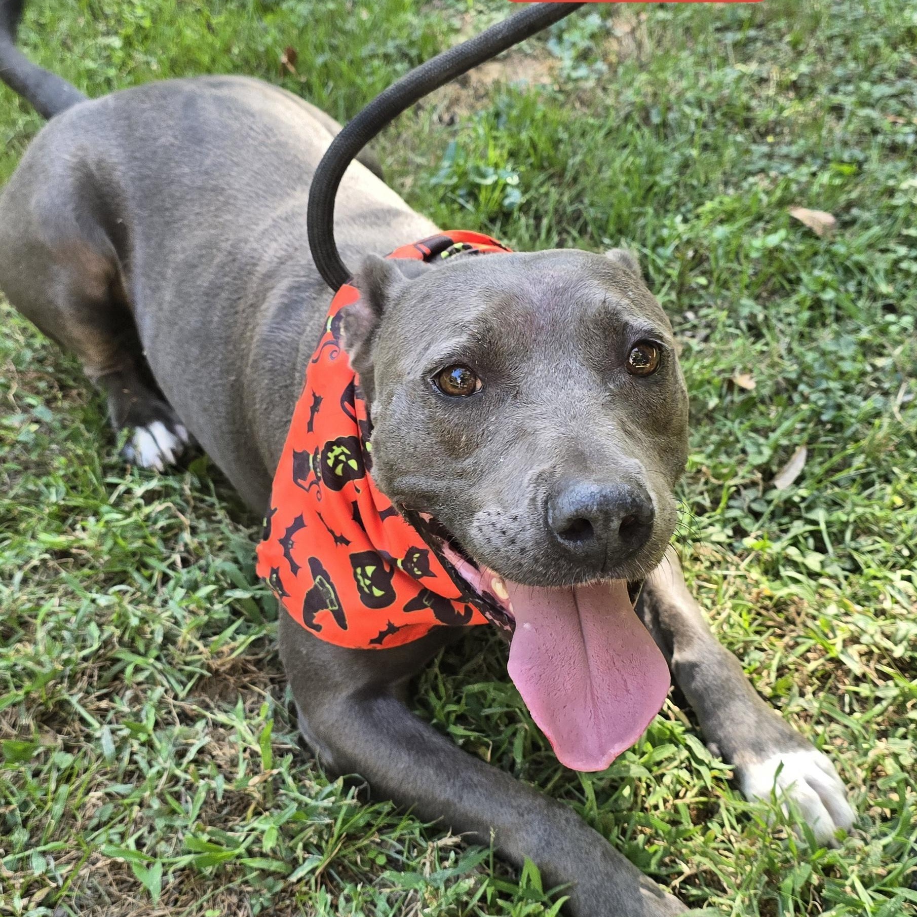 Enlarge Truly, a Adoptable Pit Bull Terrier in Arlington, TN image 2/6