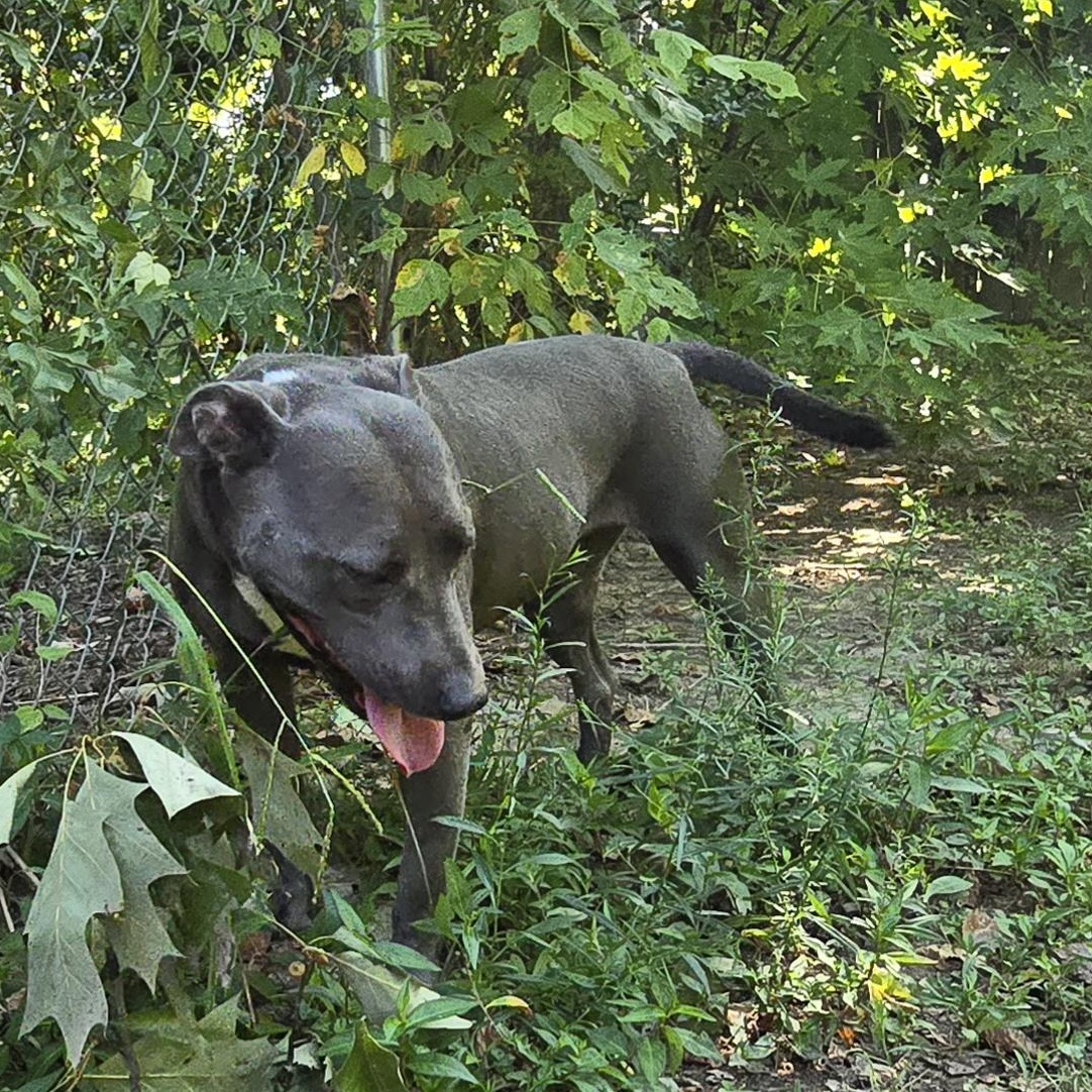 Enlarge Truly, a Adoptable Pit Bull Terrier in Arlington, TN image 5/6