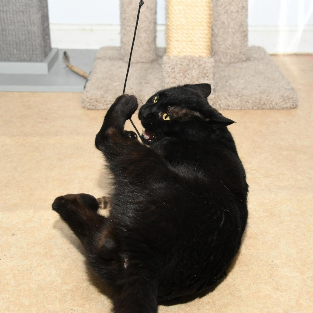 Enlarge Tripper, a Adoptable Domestic Short Hair in Natick, MA image 1/6