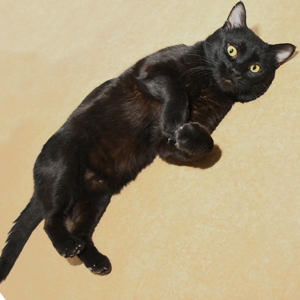 Enlarge Tripper, a Adoptable Domestic Short Hair in Natick, MA image 2/6
