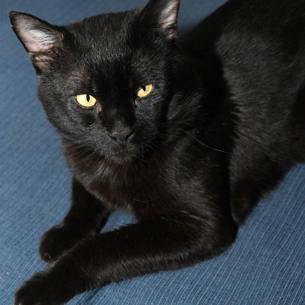 Tripper, Adoptable, Adult Male Domestic Short Hair.