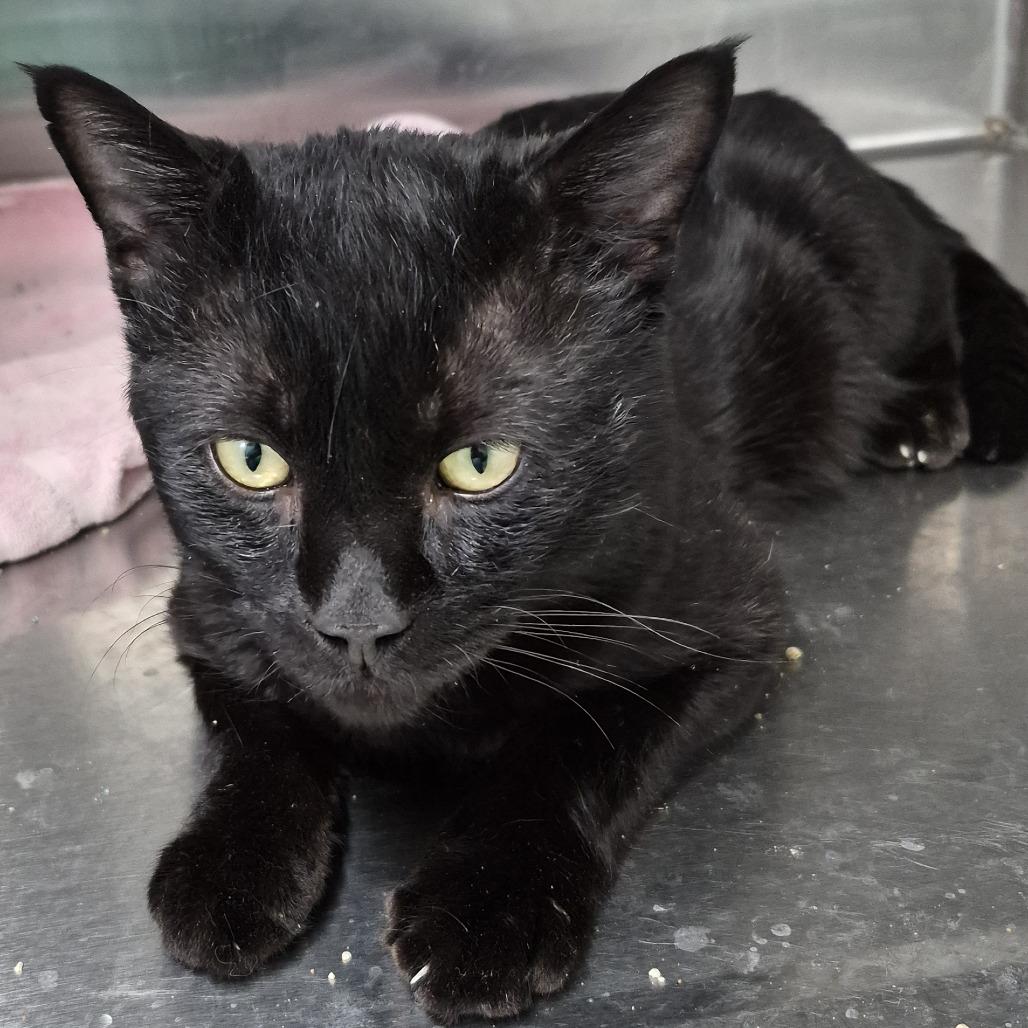 Tripper, Adoptable, Adult Male Domestic Short Hair.