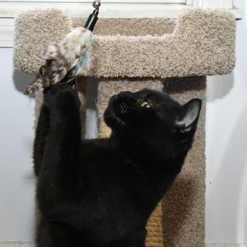 Enlarge Tripper, a Adoptable Domestic Short Hair in Natick, MA image 4/6