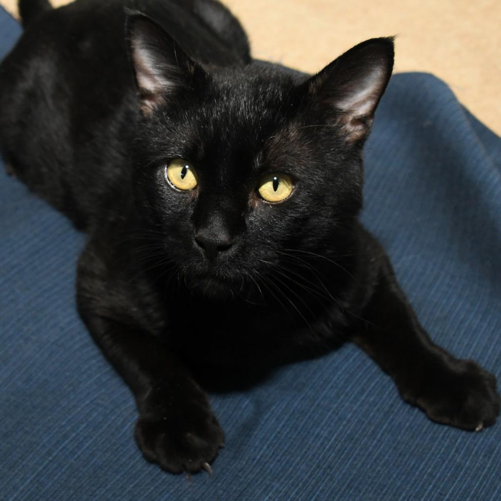 Enlarge Tripper, a Adoptable Domestic Short Hair in Natick, MA image 5/6