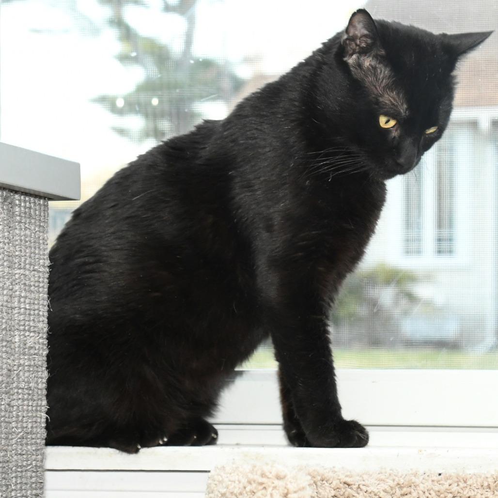 Enlarge Tripper, a Adoptable Domestic Short Hair in Natick, MA image 6/6