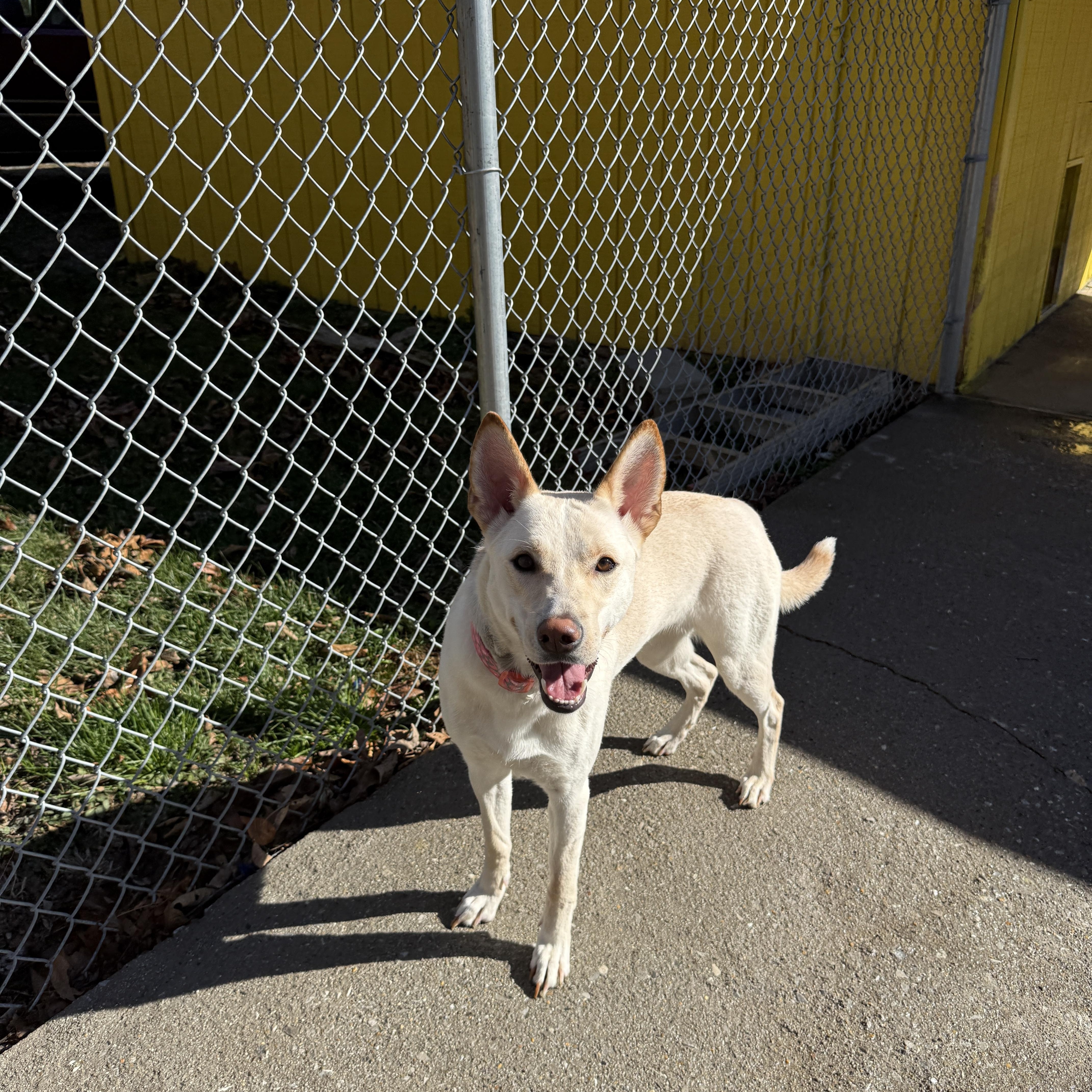 Enlarge Rue, a Adoptable mixed breed in Talbott, TN image 1/4
