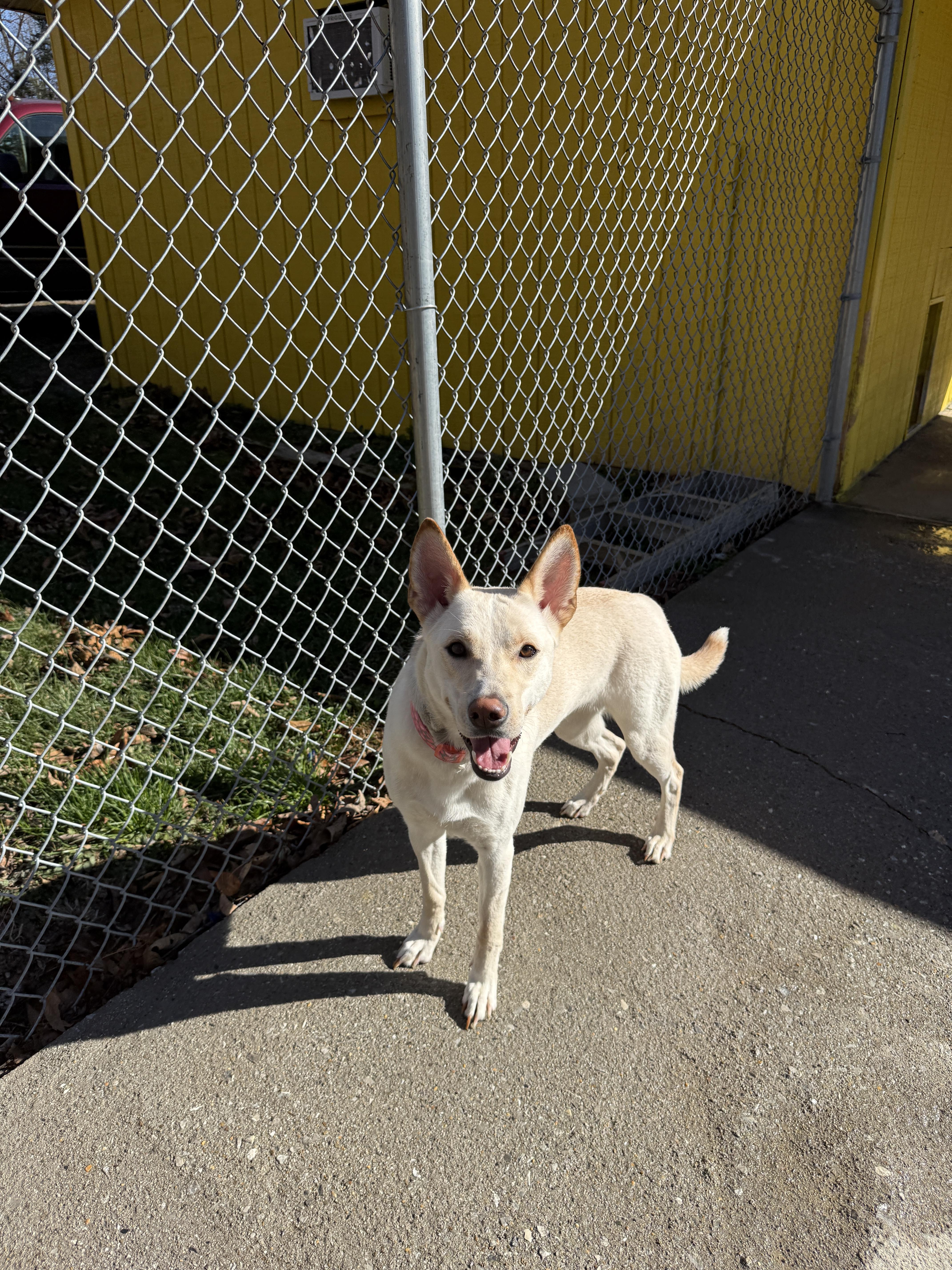 Enlarge Rue, a Adoptable mixed breed in Talbott, TN image 2/4