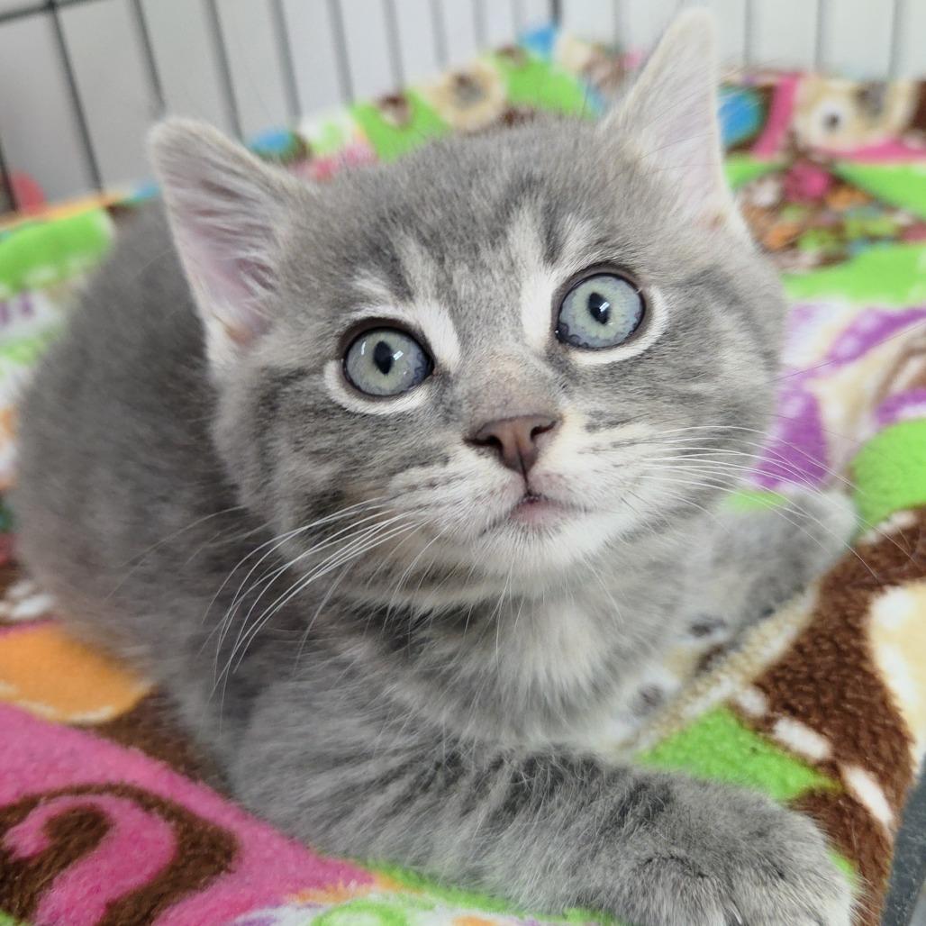 Samuel (grey), a Adoptable Domestic Short Hair in Allyn, WA image 1/2
