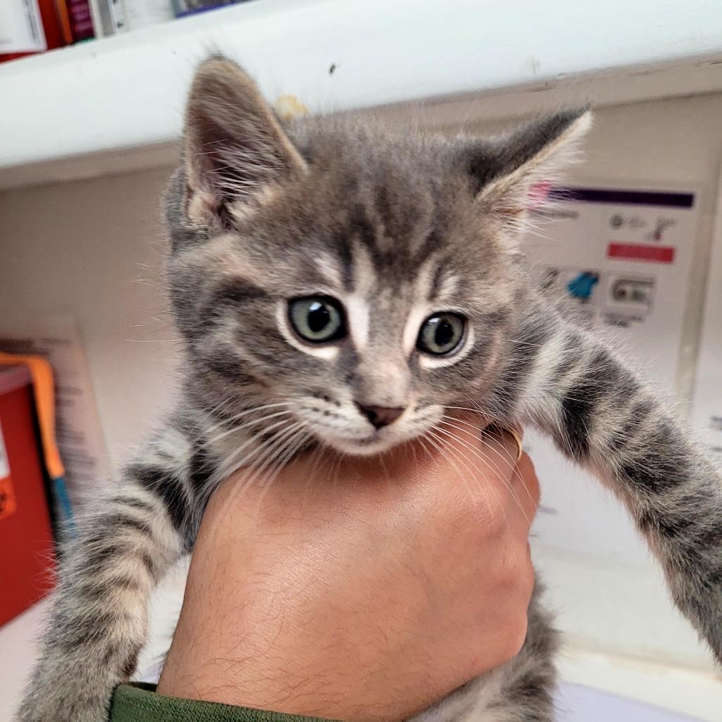 Samuel (grey), a Adoptable Domestic Short Hair in Allyn, WA image 2/2
