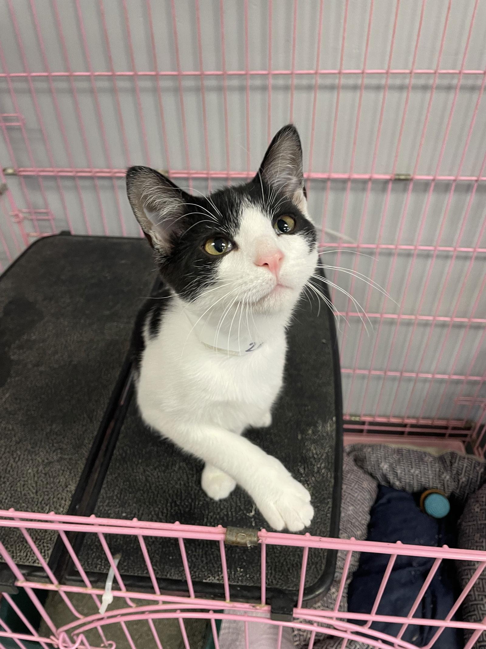 Andy, Adopted, Young Male Domestic Short Hair & Tuxedo.