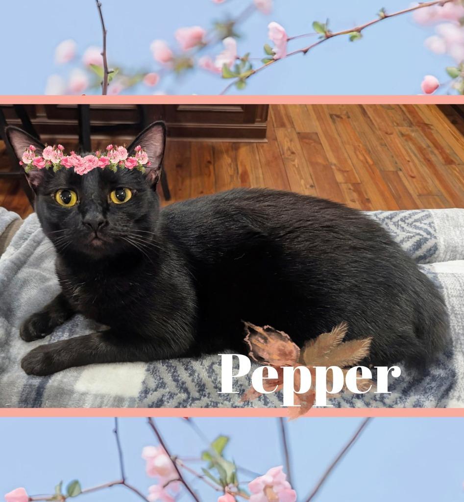Pepper, Adoptable, Young Female Domestic Medium Hair.