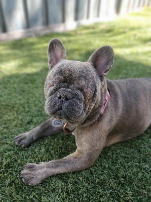 Jellybean (Special Needs-Blind/Hydrocephalus), Adopted, Young Female French Bulldog.