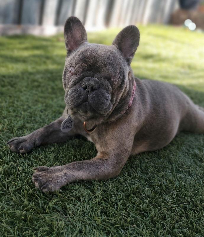 Enlarge Jellybean (Special Needs-Blind/Hydrocephalus), a Adopted French Bulldog in San Clemente, CA image 3/3